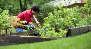 What Is The Best Way To Take Care Of Your Lawn