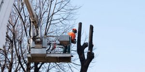Why Is Tree Pruning Important